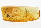 Fossil Crane Fly (Limoniidae) In Baltic Amber #330669-1